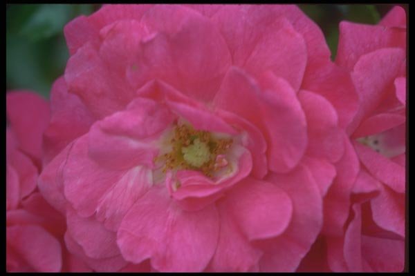 084013 Rose, Flower Carpet  A4 Photo Print