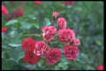 084014 Rose Cluster A4 Photo Print