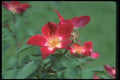 084016 Shrub Rose, Frank Naylor  A4 Photo Print