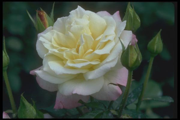 084017 Floribunda Rose, Summer Fashion  A4 Photo Print