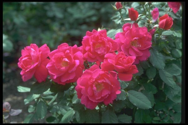 084018 Pink Hybrid Roses A4 Photo Print