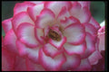 084019 White And Pink Hybrid Rose A4 Photo Print