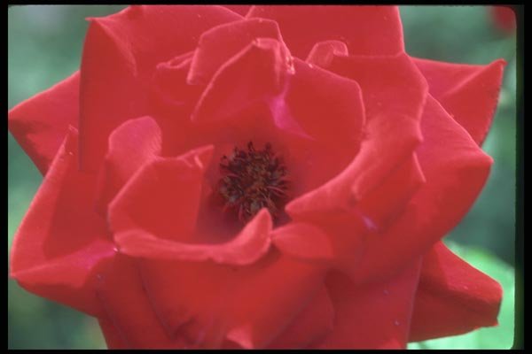 084021 Hybrid Tea Rose, Olympiad  A4 Photo Print