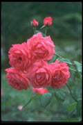 084022 Grandiflora Rose, Scarlet  A4 Photo Print