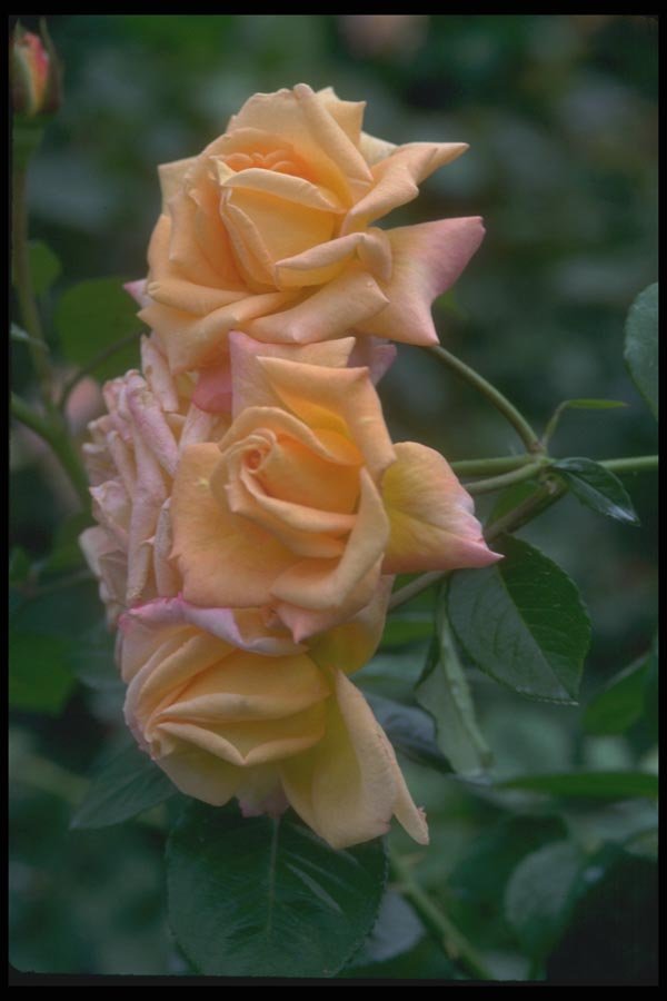 084023 Floribunda Rose, Australian Gold  A4 Photo Print