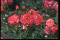 084024 Rosa, Cathedral  A4 Photo Print