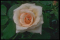 084025 Floribunda Rose, Apricot Nectar  A4 Photo Print
