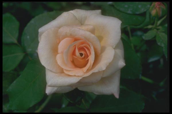 084025 Floribunda Rose, Apricot Nectar  A4 Photo Print