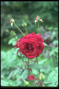 084026 Hybrid Tea Rose, Crimsom Glory  A4 Photo Print