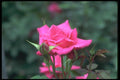084028 Hybrid Tea Rose, Electron  A4 Photo Print