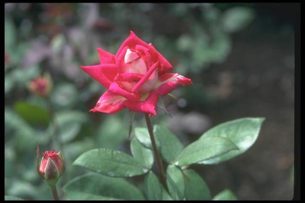084029 Hybrid Tea Rose A4 Photo Print