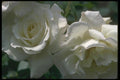 084030 Grandiflora Rose, White Lightnin  A4 Photo Print
