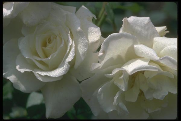 084030 Grandiflora Rose, White Lightnin  A4 Photo Print