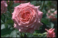084031 Grandiflora Rose, Tournament Of Rose  A4 Photo Print