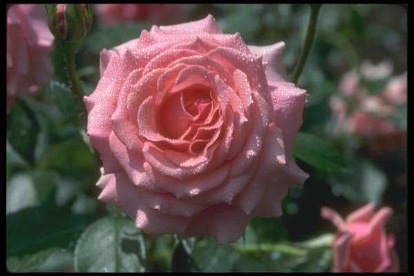 084031 Grandiflora Rose, Tournament Of Rose  A4 Photo Print