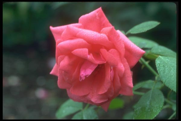 084032 Shrub Rose, Stadt Rosenheim  A4 Photo Print