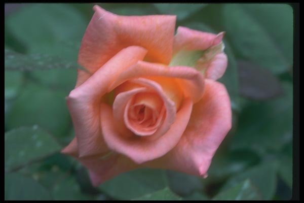 084033 Floribunda Rose A4 Photo Print
