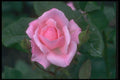 084034 Grandiflora Rose, Queen Elizabeth  A4 Photo Print