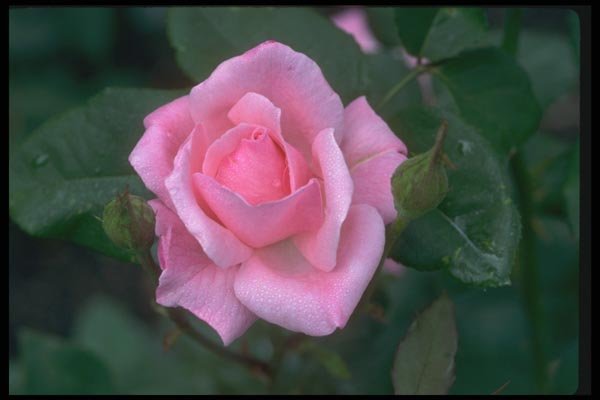 084034 Grandiflora Rose, Queen Elizabeth  A4 Photo Print