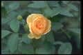 084036 Shrub Rose (Austin), English Rose, Graham Thomas  A4 Photo Print