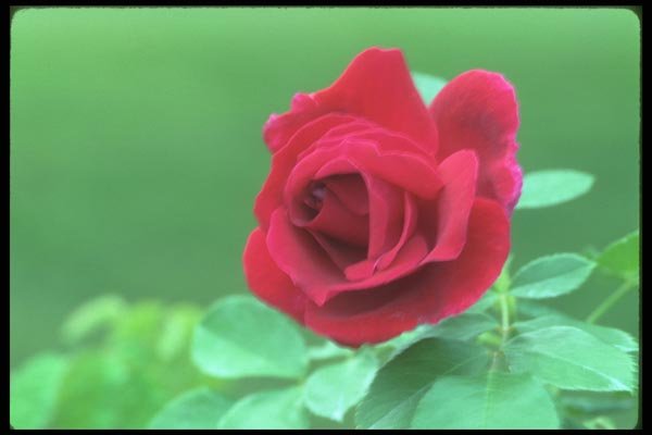 084037 Hybrid Suffulta Rose, Cuthbert Grant  A4 Photo Print