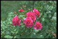084038 Shrub Rose, Morden Ruby  A4 Photo Print
