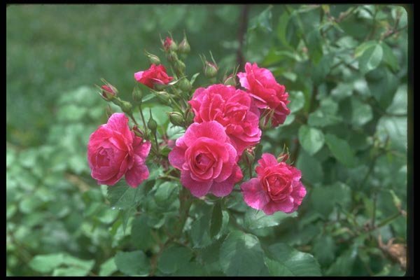 084038 Shrub Rose, Morden Ruby  A4 Photo Print