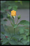 084039 Shrub Rose A4 Photo Print