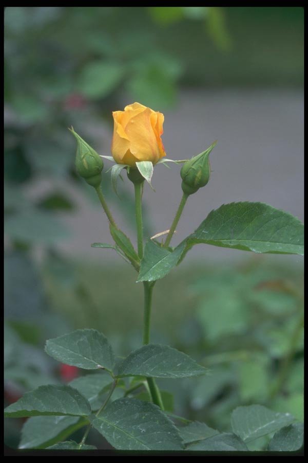 084039 Shrub Rose A4 Photo Print