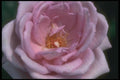 084040 Hybrid Tea Rose, Blue Girl  A4 Photo Print