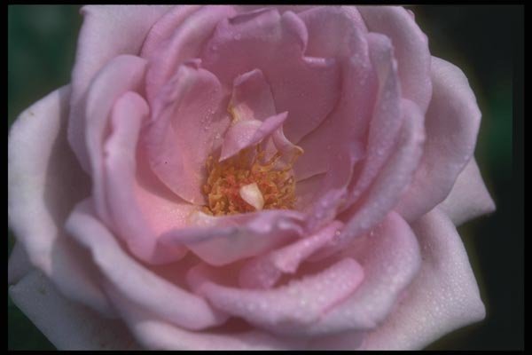 084040 Hybrid Tea Rose, Blue Girl  A4 Photo Print
