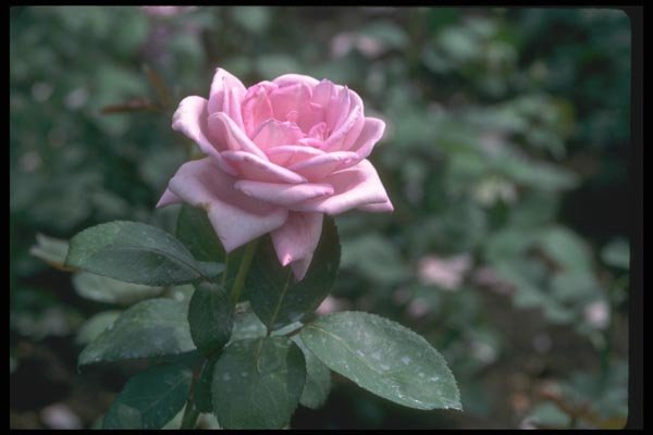 084041 Hybrid Tea Rose, Blue Girl  A4 Photo Print