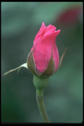 084042 Floribunda Rose, Miss All American Beauty  A4 Photo Print