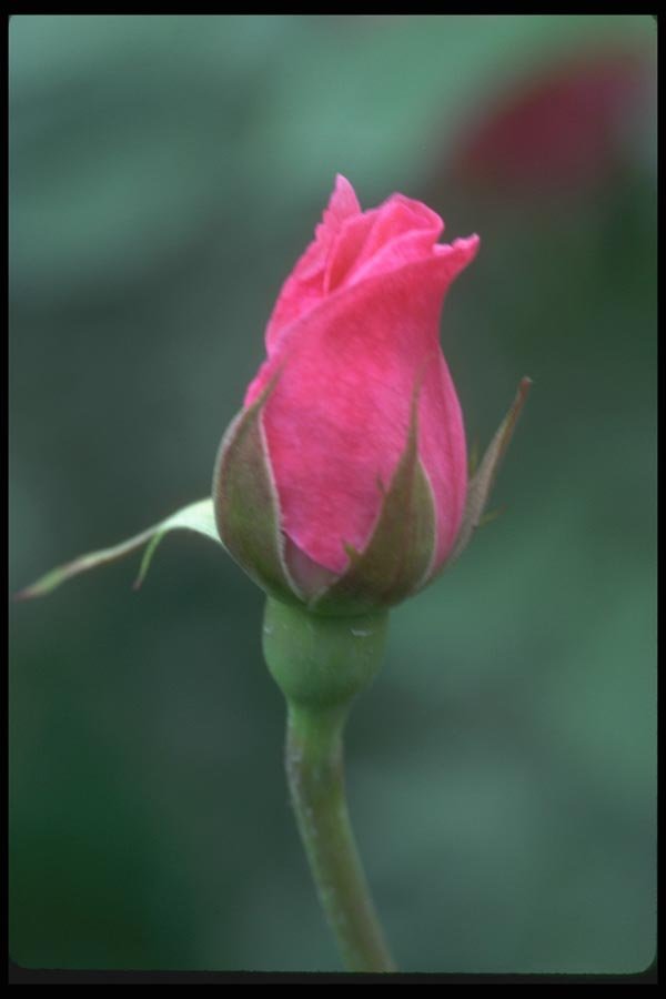 084042 Floribunda Rose, Miss All American Beauty  A4 Photo Print