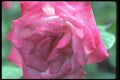 084043 Hybrid Tea Rose, Rosa, Paradise  A4 Photo Print