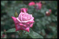 084044 Hybrid Tea Rose, Rosa, Paradise  A4 Photo Print