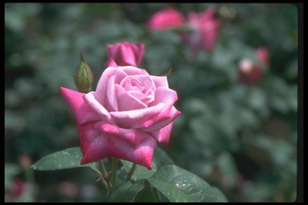 084044 Hybrid Tea Rose, Rosa, Paradise  A4 Photo Print