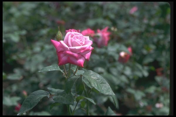 084045 Hybrid Tea Rose, Rosa, Paradise  A4 Photo Print