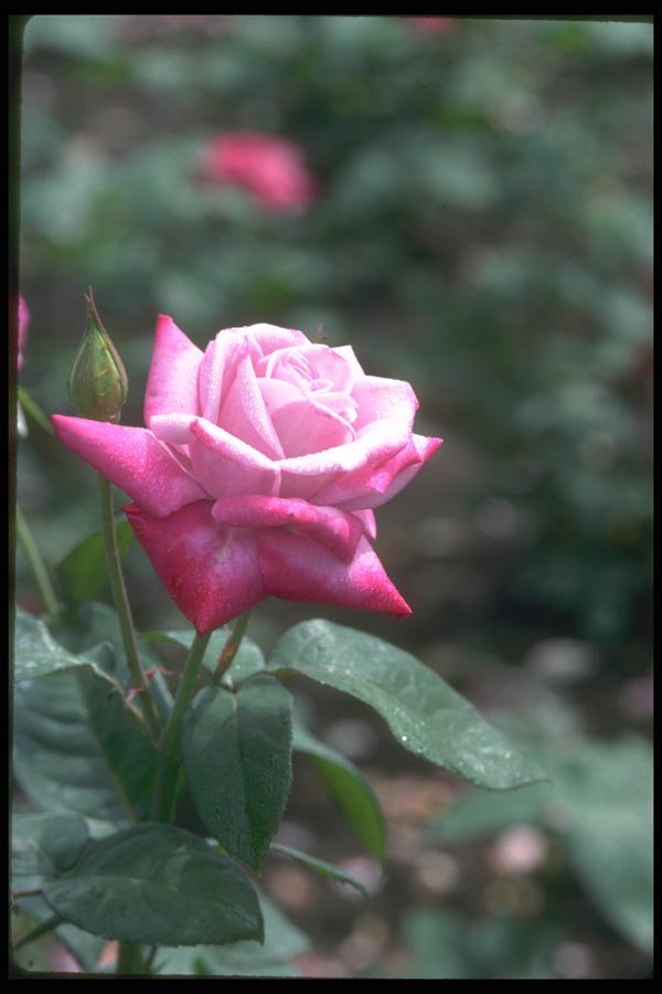 084046 Hybrid Tea Rose, Rosa, Paradise  A4 Photo Print