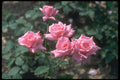 084047 Hybrid Tea Rose A4 Photo Print