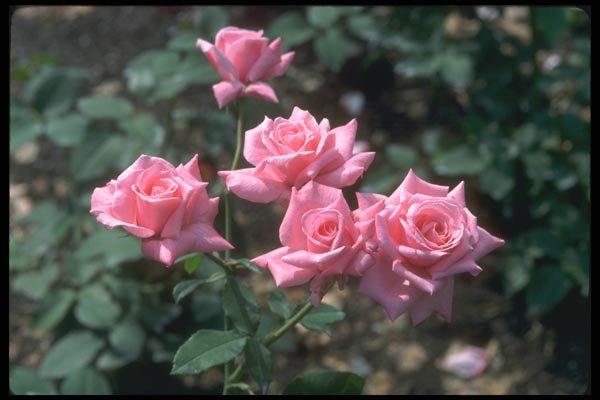 084047 Hybrid Tea Rose A4 Photo Print