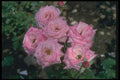 084048 Floribunda Rose, Miss America's Junior  A4 Photo Print