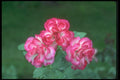 084049 Floribunda Rose, Tabris  A4 Photo Print
