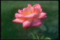 084050 Hybrid Tea Rose, World Rose  A4 Photo Print