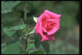 084051 Grandiflora Rose, Prima Donna  A4 Photo Print