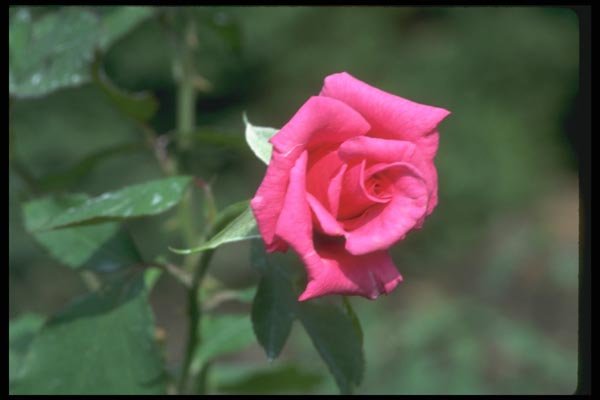 084051 Grandiflora Rose, Prima Donna  A4 Photo Print