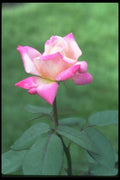 084052 Hybrid Tea Rose, Montreal  A4 Photo Print