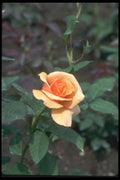 084053 Hybrid Tea Rose, Brandy  A4 Photo Print