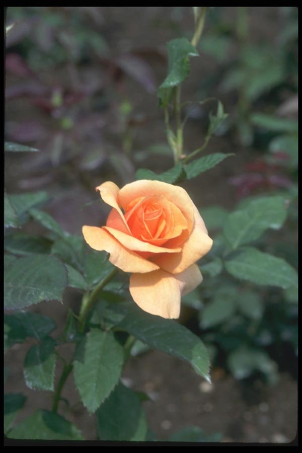 084053 Hybrid Tea Rose, Brandy  A4 Photo Print