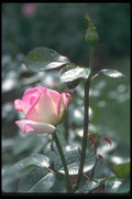 084054 Hybrid Tea Rose, Confidence  A4 Photo Print